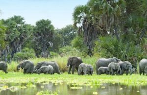 Présidentielle au Togo: La protection des espèces en voie d’extinction à prendre en compte