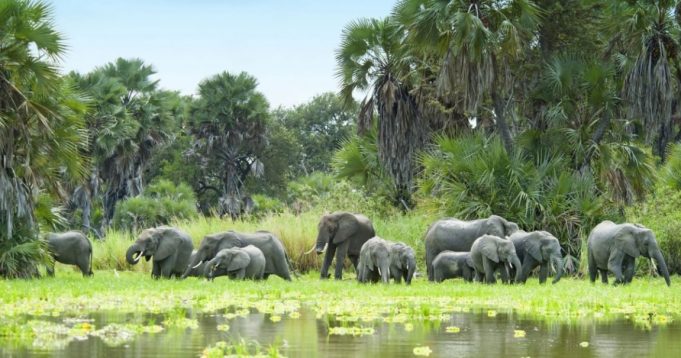 Présidentielle au Togo: La protection des espèces en voie d’extinction à prendre en compte