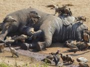 L’Homme, responsable de la disparition de la plupart des espèces animales et végétales