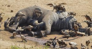 L’Homme, responsable de la disparition de la plupart des espèces animales et végétales