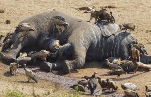 L’Homme, responsable de la disparition de la plupart des espèces animales et végétales