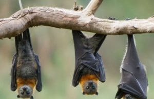 Est du Burkina: une «mortalité anormale» de chauves-souris