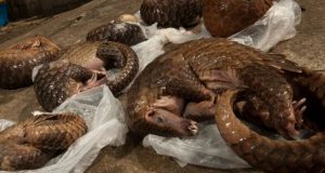 Le pangolin en détresse : Alourdir les peines juridiques pour freiner son extinction