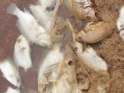 Burkina: mort suspecte de poissons dans un barrage