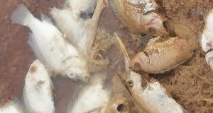Burkina: mort suspecte de poissons dans un barrage
