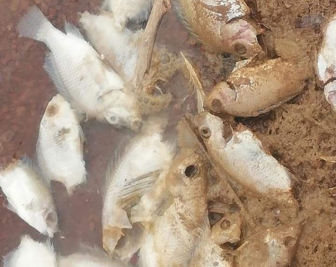 Burkina: mort suspecte de poissons dans un barrage