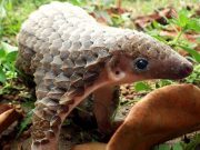 Le pangolin, ni aliment, ni médicament mais régulateur de l’écosystème