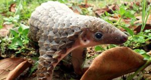 Le pangolin, ni aliment, ni médicament mais régulateur de l’écosystème