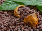 L’industrie et les gouvernements affaiblissent-ils le nouveau rapport cacao pour minimiser le travail des enfants et la pauvreté des agriculteurs?