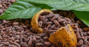 Côte d’Ivoire: le prix du cacao baisse de 2 800 à 1 200 FCFA le kilo pour la campagne intermédiaire