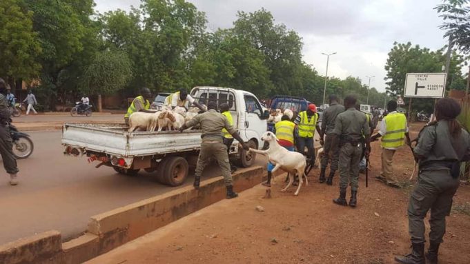 Ouagadougou: plus de 200 moutons capturés