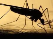 « Zéro palu » en Afrique : un objectif à atteindre
