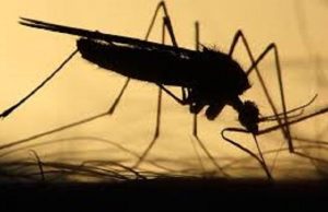 Burkina: les cas de paludisme passent de 10 805 000 en 2024 à 7 329 000 en 2025