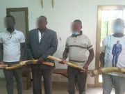 Trafic illégal de l’ivoire: 4 présumés trafiquants de 6 pointes d’ivoire déférés à la prison civile de Kara