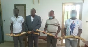 Trafic illégal de l’ivoire: 4 présumés trafiquants de 6 pointes d’ivoire déférés à la prison civile de Kara