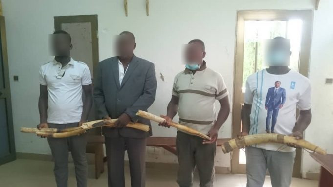 Trafic illégal de l’ivoire: 4 présumés trafiquants de 6 pointes d’ivoire déférés à la prison civile de Kara