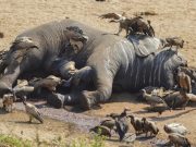 Togo: la pandémie de COVID-19 ne décourage pas les trafiquants d’ivoire