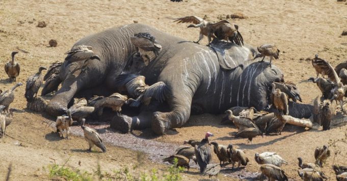 Togo: la pandémie de COVID-19 ne décourage pas les trafiquants d’ivoire