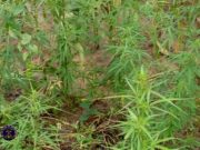 Burkina: découverte de deux champs de drogues à Pô