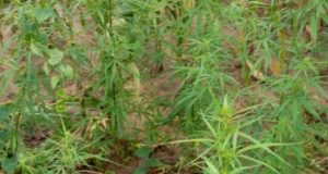 Burkina: découverte de deux champs de drogues à Pô