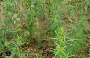 Burkina: découverte de deux champs de drogues à Pô