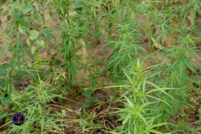 Burkina: découverte de deux champs de drogues à Pô