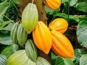 Baromètre du cacao 2020: un changement de système pour mettre fin à la pauvreté dans le secteur