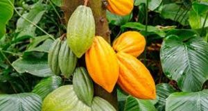 Baromètre du cacao 2020: un changement de système pour mettre fin à la pauvreté dans le secteur
