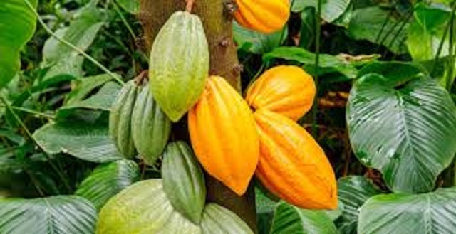 cacaoyer