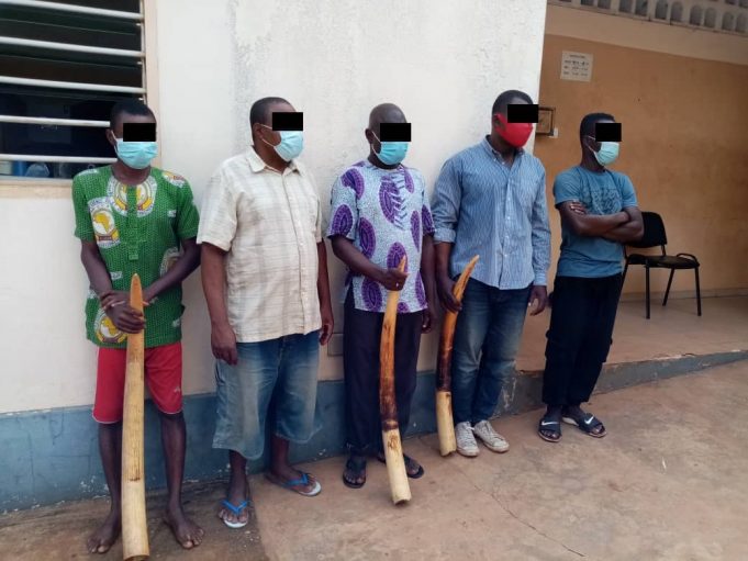 Trafic d’espèces protégées : 5 présumés trafiquants déférés à la prison civile de Lomé
