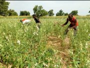 Production de semences améliorées: une mine d’or pour des cultivateurs burkinabè