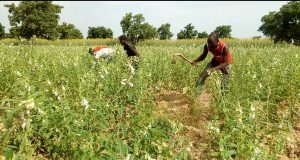 Production de semences améliorées: une mine d’or pour des cultivateurs burkinabè
