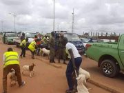 Ouagadougou: la police municipale met en fourrière 150 animaux en divagation