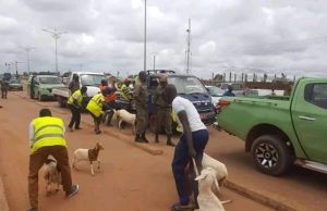Ouagadougou: la police municipale met en fourrière 150 animaux en divagation