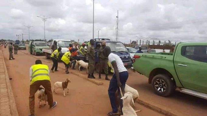 Ouagadougou: la police municipale met en fourrière 150 animaux en divagation