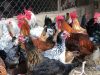 Togo: la grippe aviaire détectée dans plusieurs préfectures