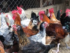 Togo: la grippe aviaire détectée dans plusieurs préfectures