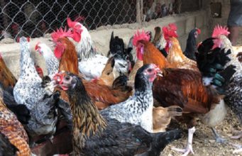Togo: la grippe aviaire détectée dans plusieurs préfectures