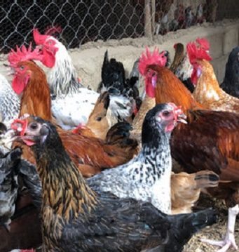 Togo: la grippe aviaire détectée dans plusieurs préfectures