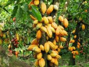 Côte d’Ivoire: 47 000 hectares de déforestation au cours de l’année écoulée