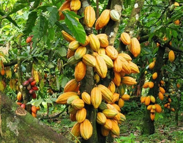 Plantation de Cacao (photo d'illustration)