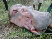 TOGO : l’hippopotame toujours en danger
