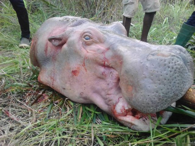 hippo tué