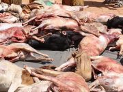 Ouaga: la Police municipale saisit plus de 26 carcasses de petits ruminants abattus clandestinement
