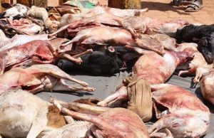 Ouaga: la Police municipale saisit plus de 26 carcasses de petits ruminants abattus clandestinement