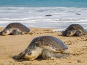 Trafic illicite de tortues marines, l’espèce toujours en danger