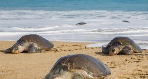 Trafic illicite de tortues marines, l’espèce toujours en danger