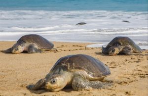 Trafic illicite de tortues marines, l’espèce toujours en danger