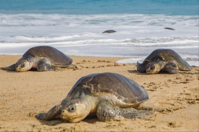 Trafic illicite de tortues marines, l’espèce toujours en danger