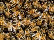 Covid-19 : des abeilles utilisées pour détecter les cas positifs